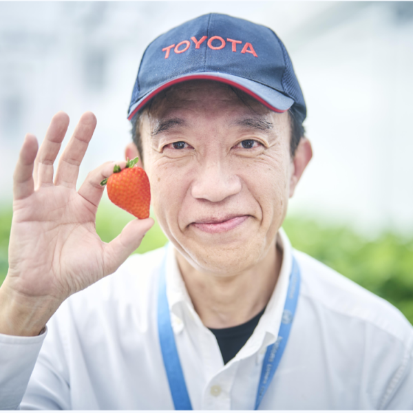 Toyota cultiva fresas y tomates