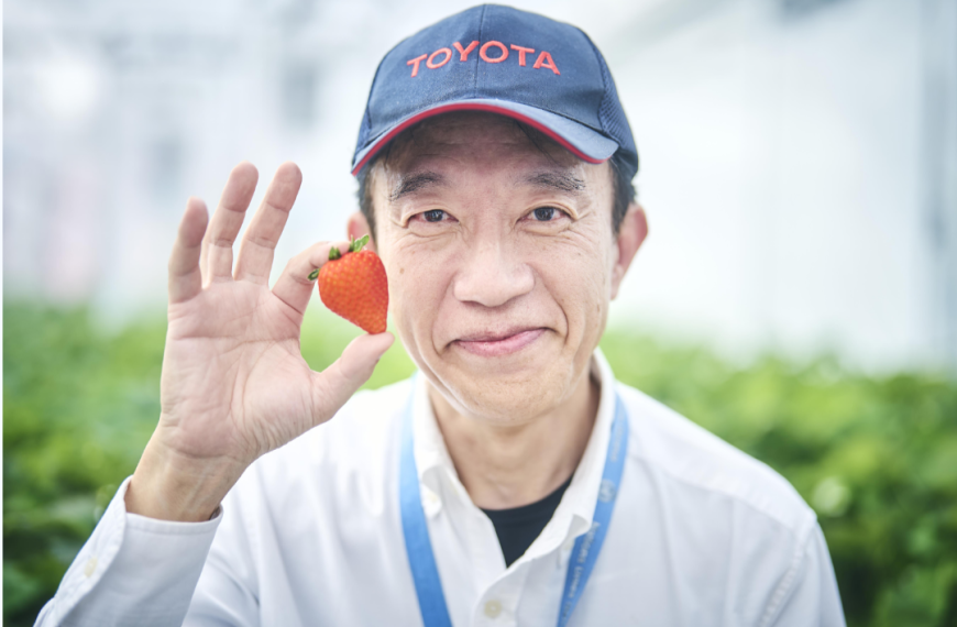 Toyota cultiva fresas y tomates
